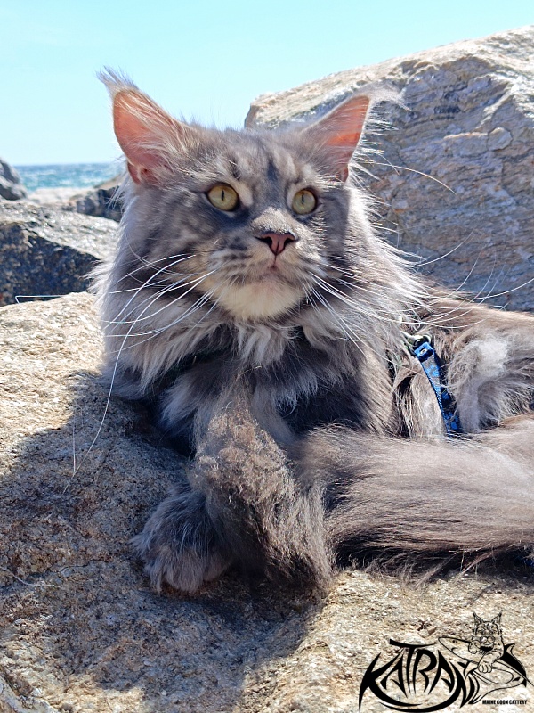 Katran Floyd - Adult maine-coon 2 years 1 month 0.5 weeks