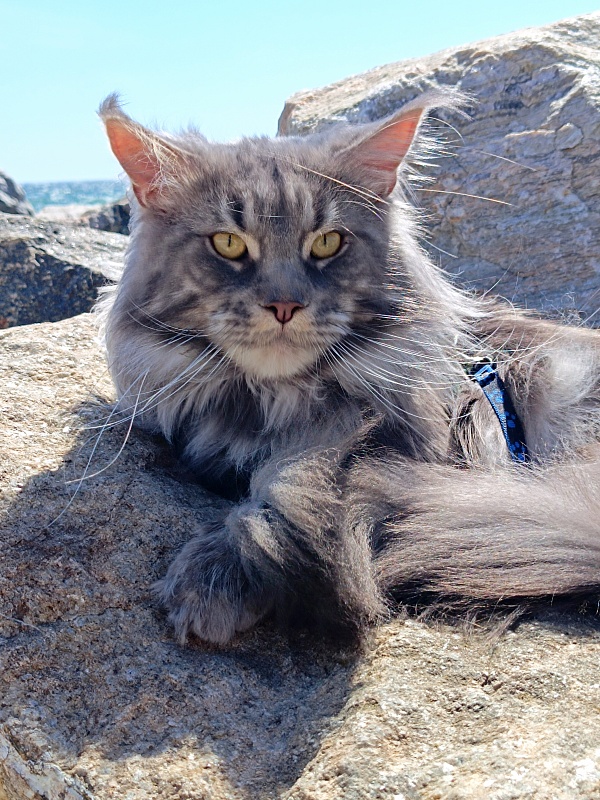 Katran Floyd - Adult maine-coon 2 years 1 month 0.5 weeks