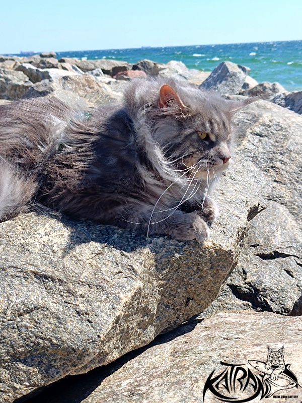 Katran Floyd - Adult maine-coon 2 years 1 month 0.5 weeks