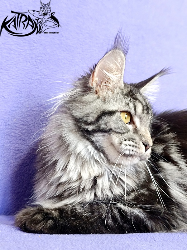 Katran Jasmin - Adult maine-coon 10.5 months