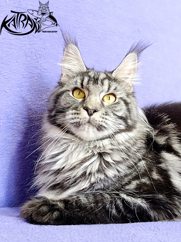 Katran Jasmin - Adult maine-coon 10.5 months