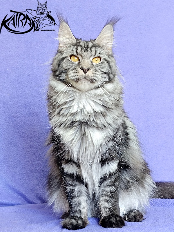 Katran Jasmin - Adult maine-coon 10.5 months