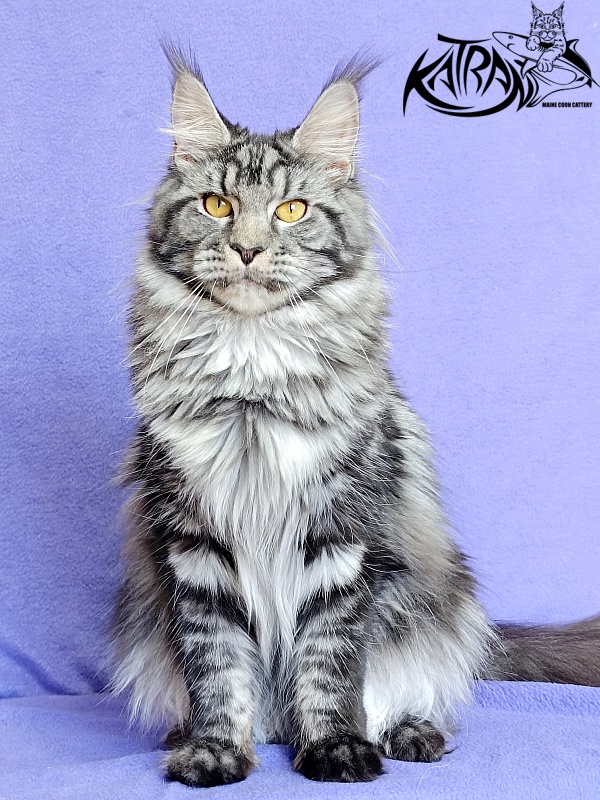 Katran Jasmin - Adult maine-coon 10.5 months