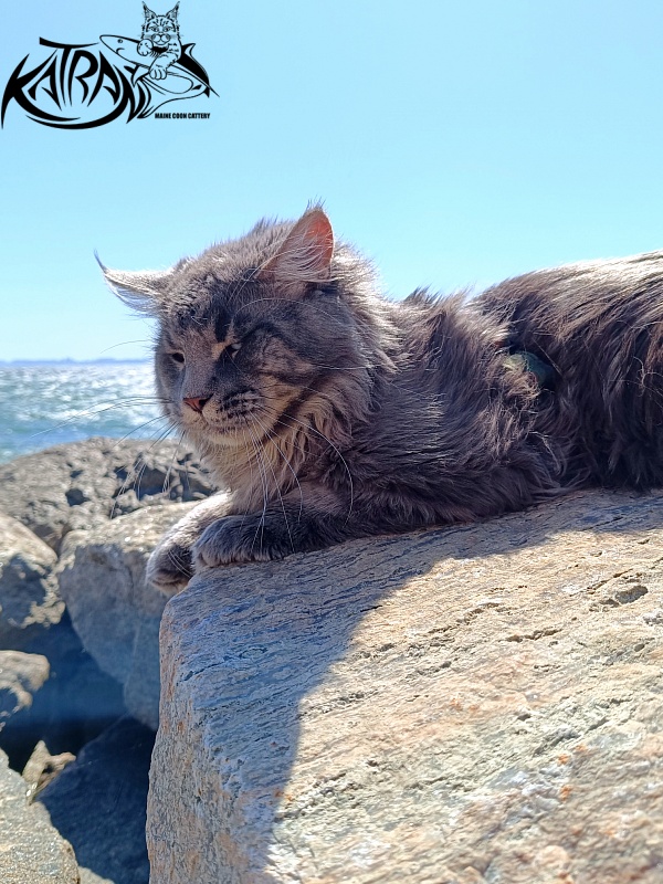 Katran Leonis - Junior maine-coon 9 months 1 week