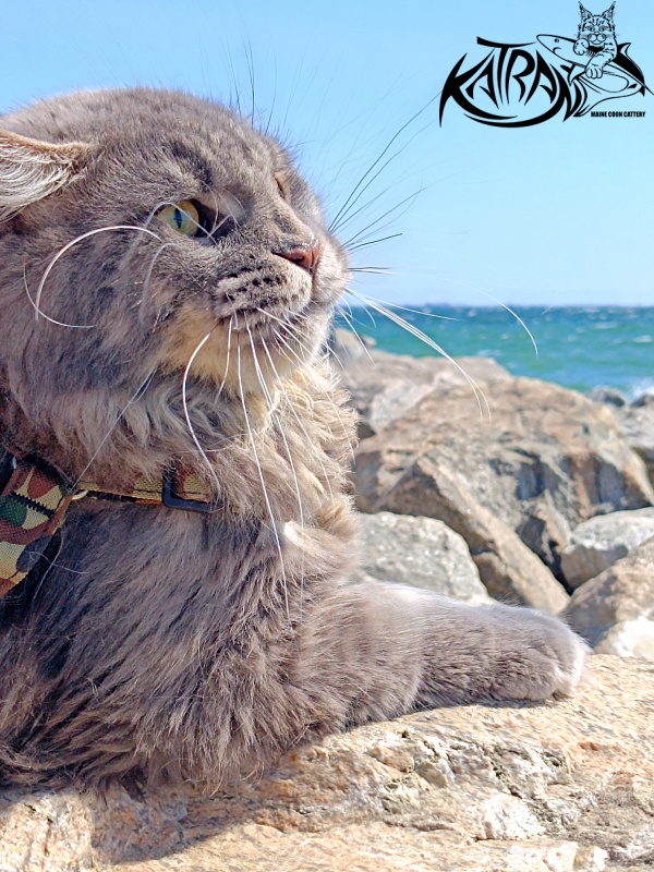Katran Leonis - Junior maine-coon 9 months 1 week