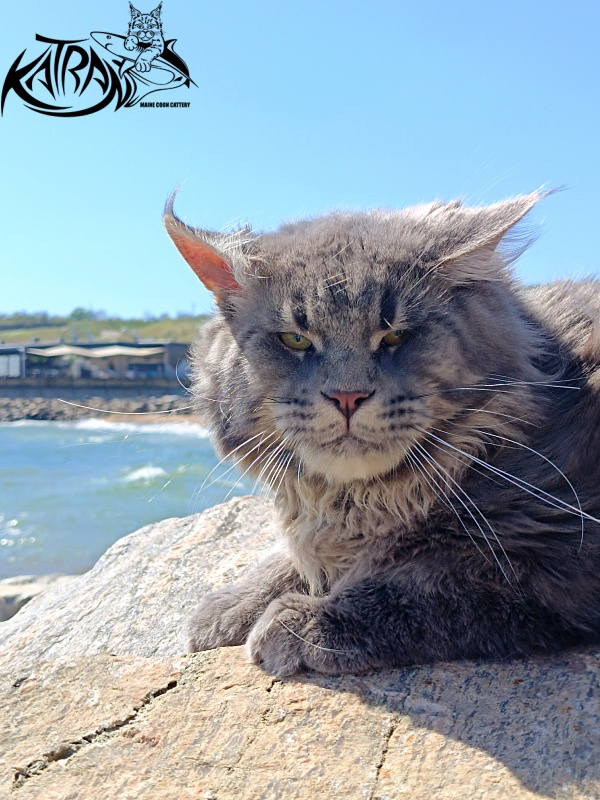 Katran Leonis - Junior maine-coon 9 months 1 week