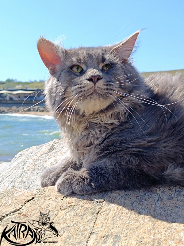 Katran Leonis - Junior maine-coon 9 months 1 week