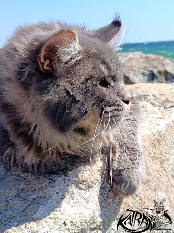 Katran Leonis - Junior maine-coon 9 months 1 week