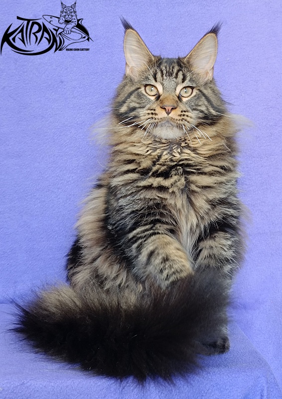 Katran Nash - Kitten maine-coon 6 months