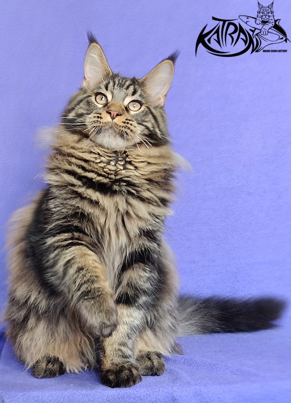 Katran Nash - Kitten maine-coon 6 months