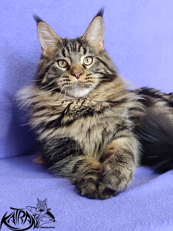Katran Nash - Kitten maine-coon 6 months