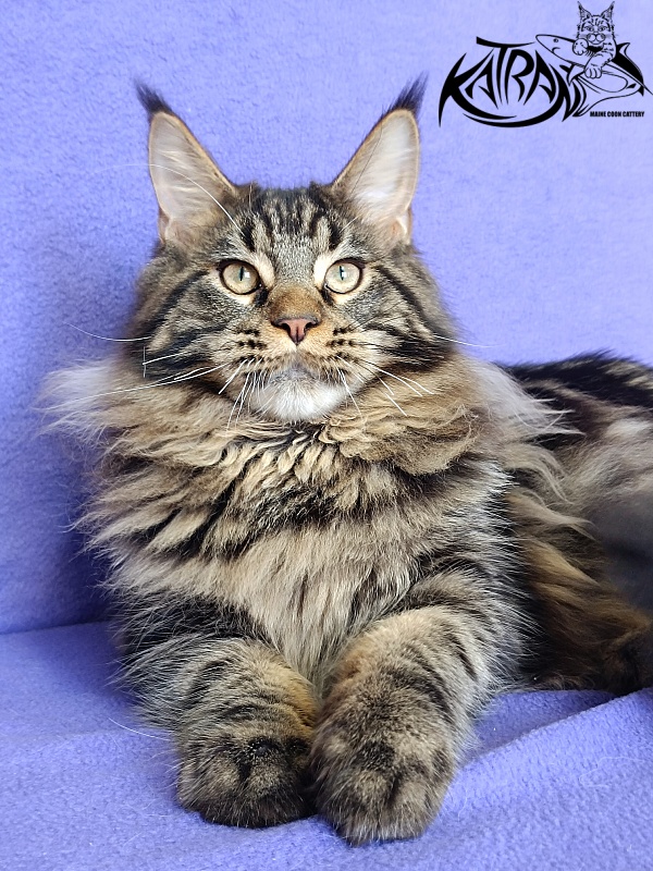 Katran Nash - Kitten maine-coon 6 months