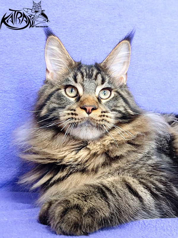 Katran Nash - Kitten maine-coon 6 months