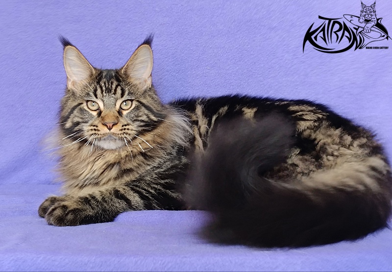 Katran Nash - Kitten maine-coon 6 months