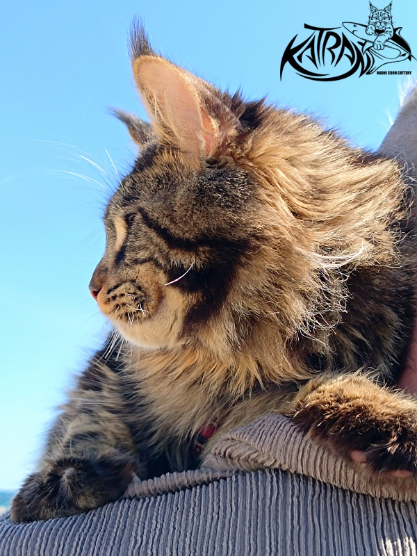 Katran Nash - Junior maine-coon 8 months