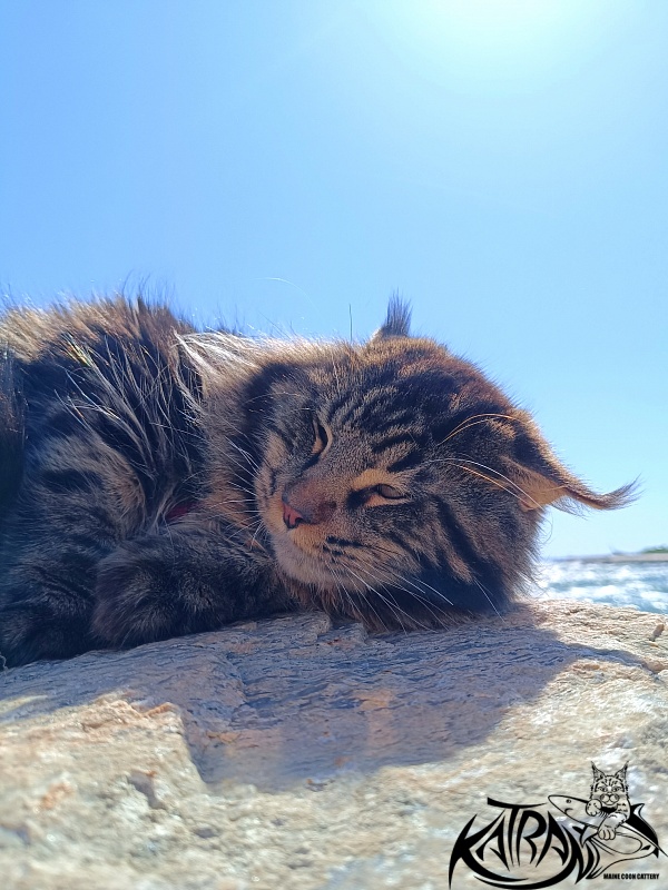 Katran Nash - Junior maine-coon 8 months