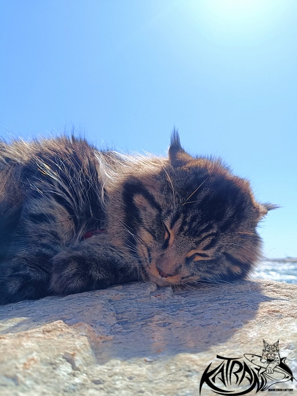 Katran Nash - Junior maine-coon 8 months