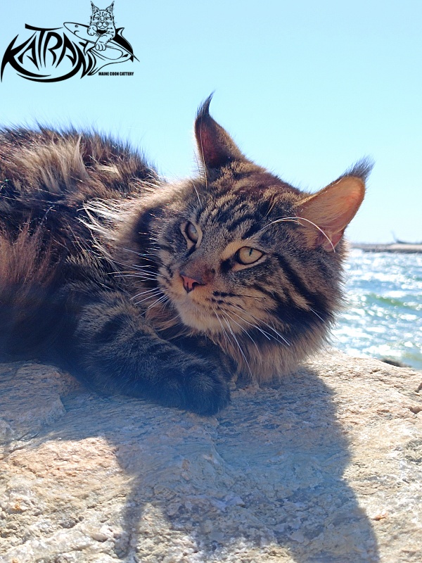 Katran Nash - Junior maine-coon 8 months