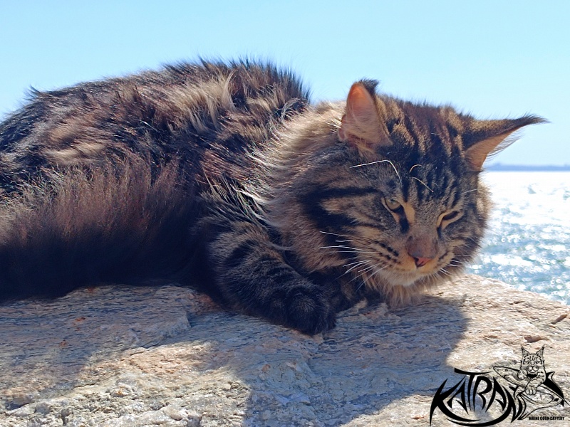 Katran Nash - Junior maine-coon 8 months