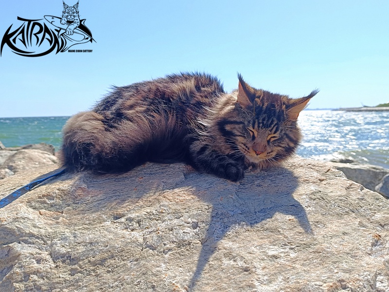 Katran Nash - Junior maine-coon 8 months