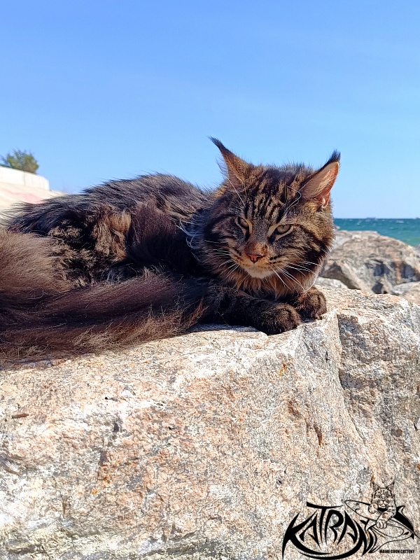 Katran Nash - Junior maine-coon 8 months