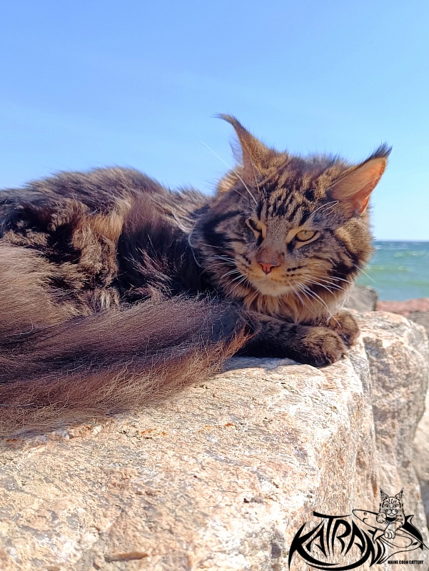 Katran Nash - Junior maine-coon 8 months