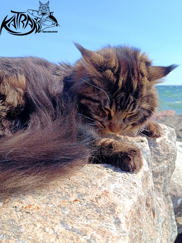 Katran Nash - Junior maine-coon 8 months