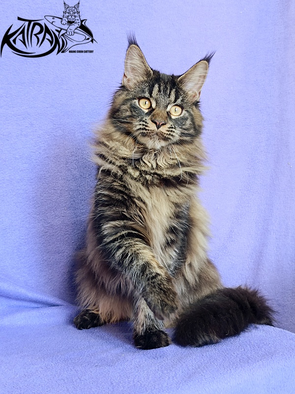 Katran Nebula - Kitten maine-coon 6 months