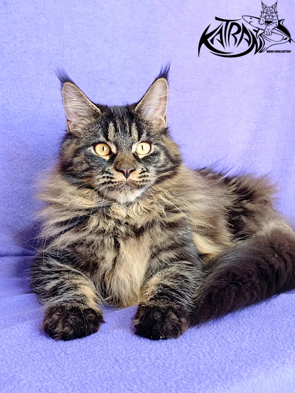 Katran Nebula - Kitten maine-coon 6 months