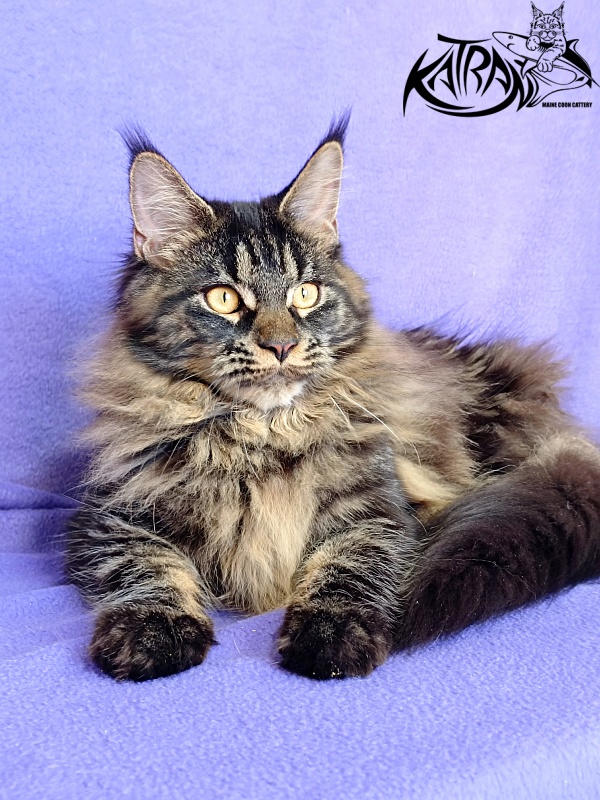 Katran Nebula - Kitten maine-coon 6 months