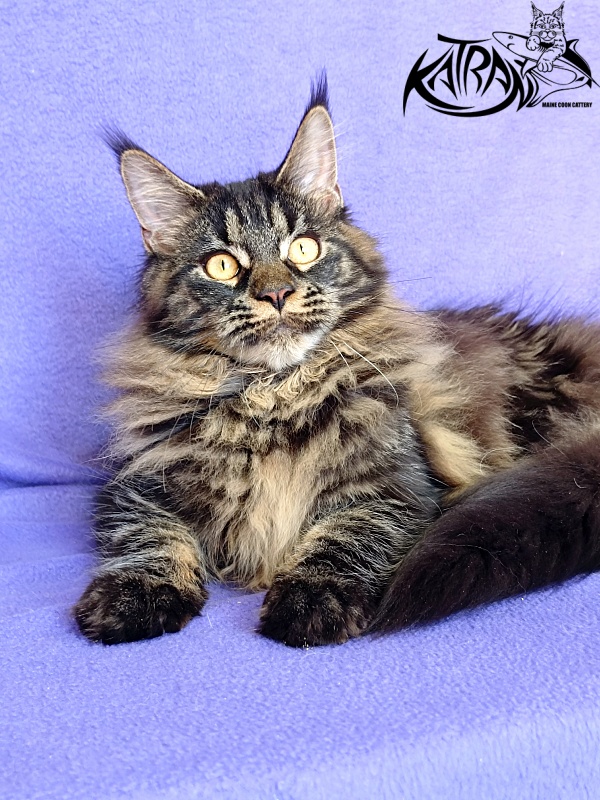 Katran Nebula - Kitten maine-coon 6 months
