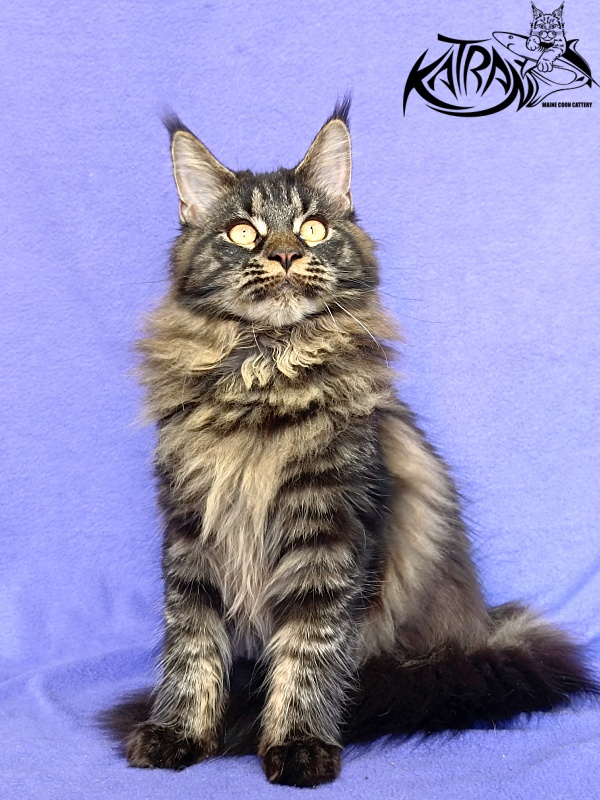 Katran Nebula - Kitten maine-coon 6 months