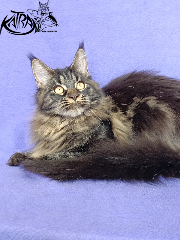 Katran Nebula - Kitten maine-coon 6 months