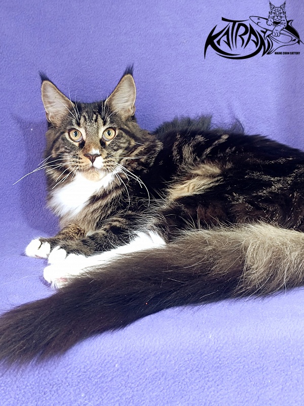Katran Nick - Kitten maine-coon 6.5 months