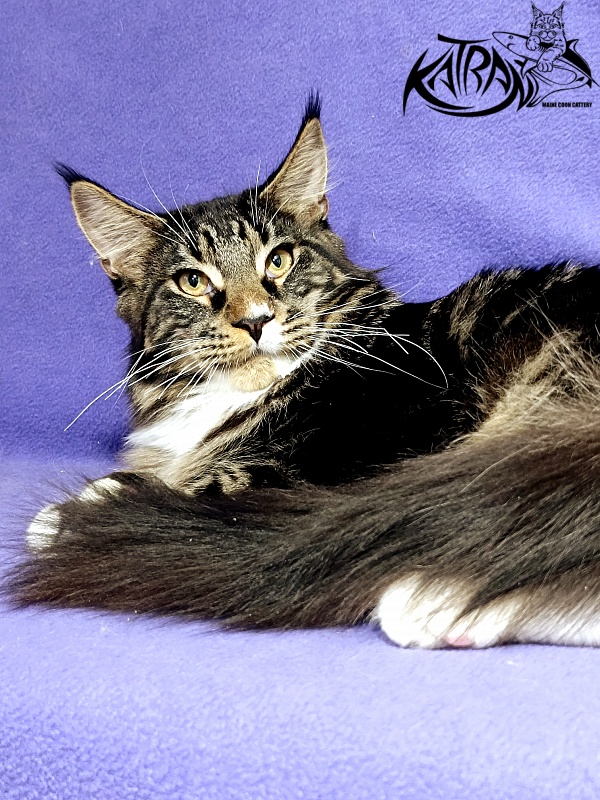 Katran Nick - Kitten maine-coon 6.5 months