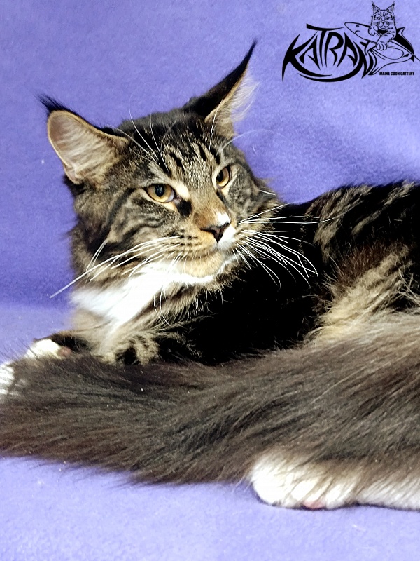 Katran Nick - Kitten maine-coon 6.5 months