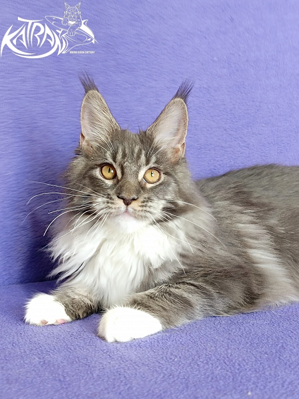 Katran Nora - Kitten maine-coon 6 months