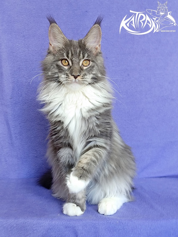 Katran Nora - Kitten maine-coon 6 months