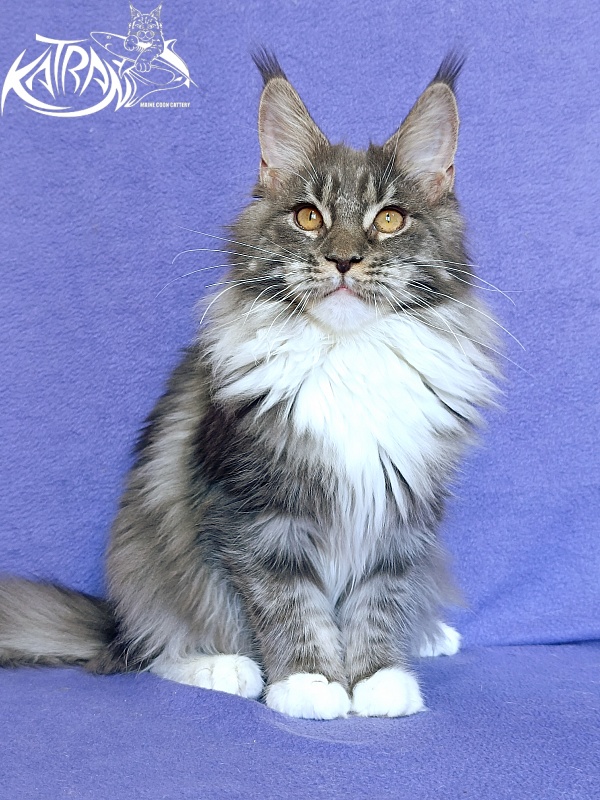 Katran Nora - Kitten maine-coon 6 months