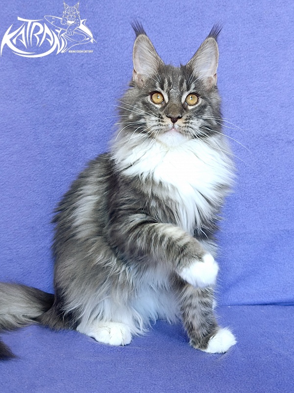 Katran Nora - Kitten maine-coon 6 months