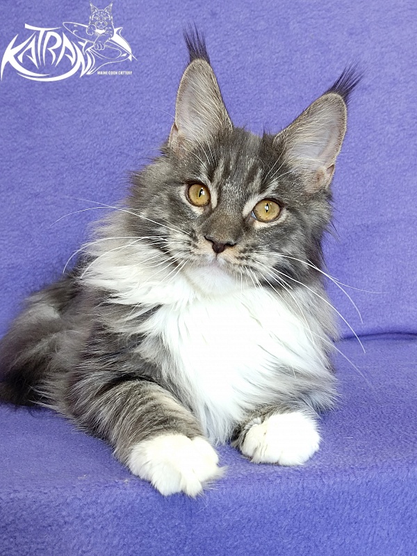 Katran Nora - Kitten maine-coon 6 months