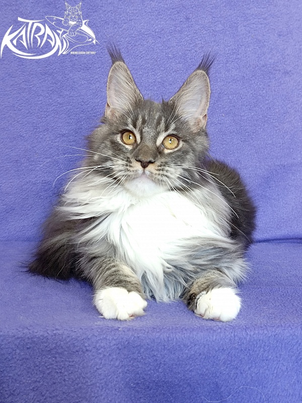 Katran Nora - Kitten maine-coon 6 months