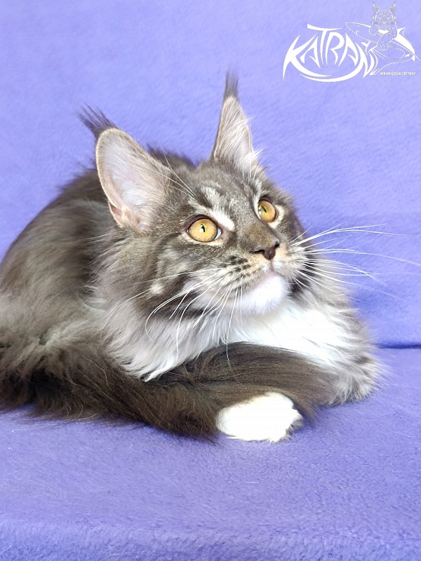 Katran Nora - Kitten maine-coon 6 months