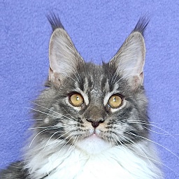 Katran Nora