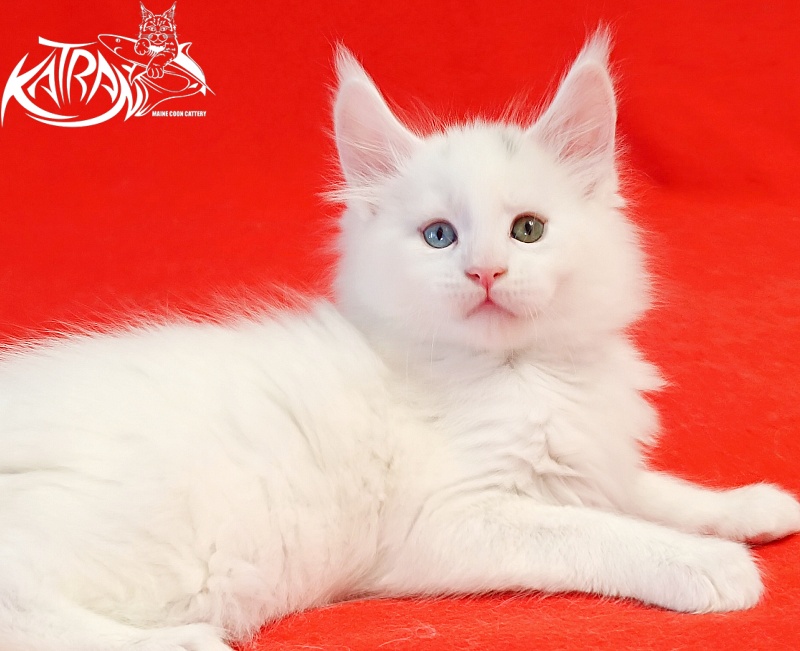 Katran Porsche - Kitten maine-coon 1 month 1.5 week