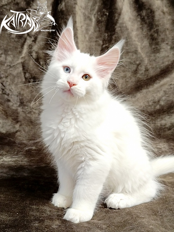 Katran Porsche - Kitten maine-coon 2 months