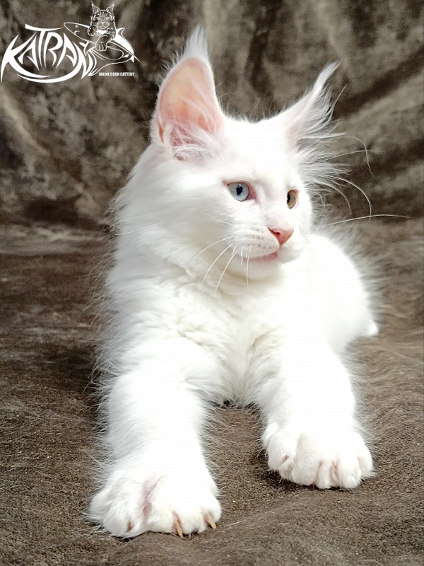 Katran Porsche - Kitten maine-coon 2 months