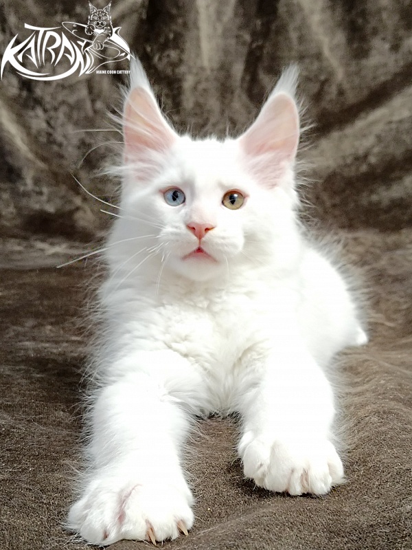 Katran Porsche - Kitten maine-coon 2 months