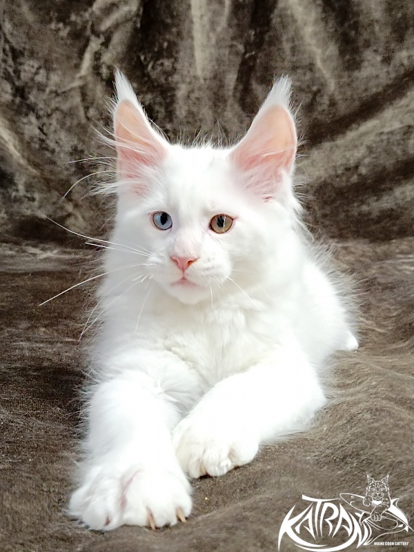 Katran Porsche - Kitten maine-coon 2 months