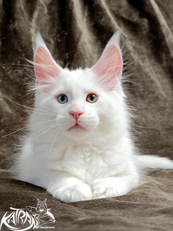 Katran Porsche - Kitten maine-coon 2 months